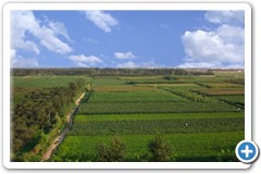greenfarm